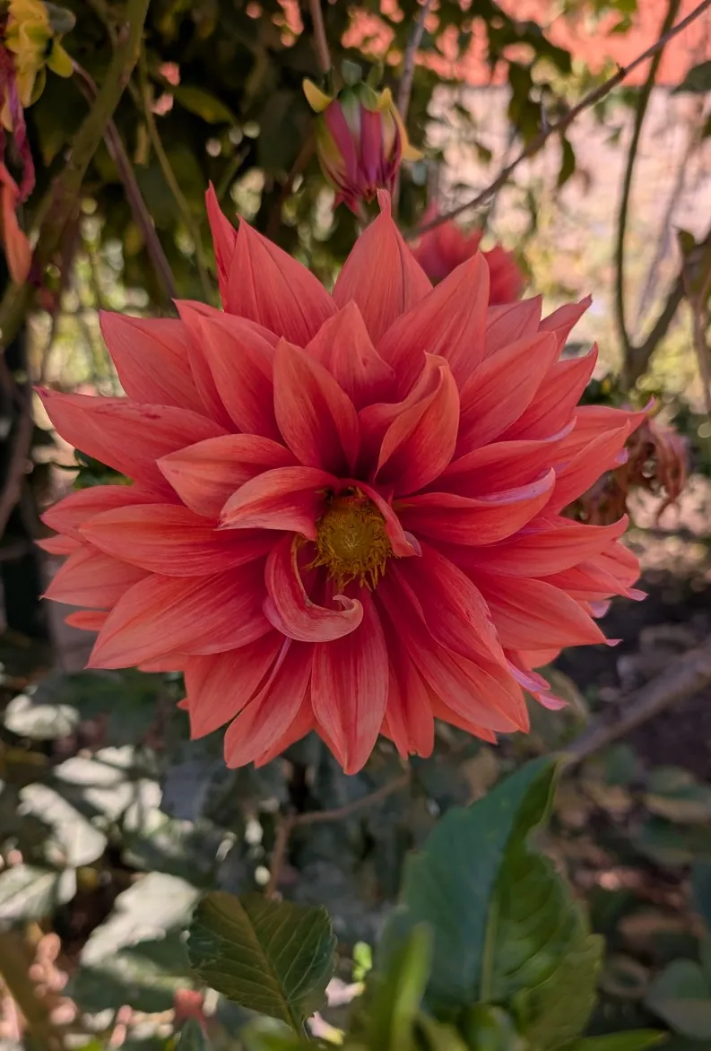 Nice flower in a community garden